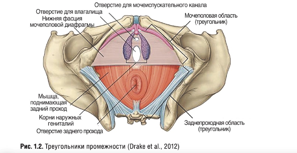 Треугольники промежности